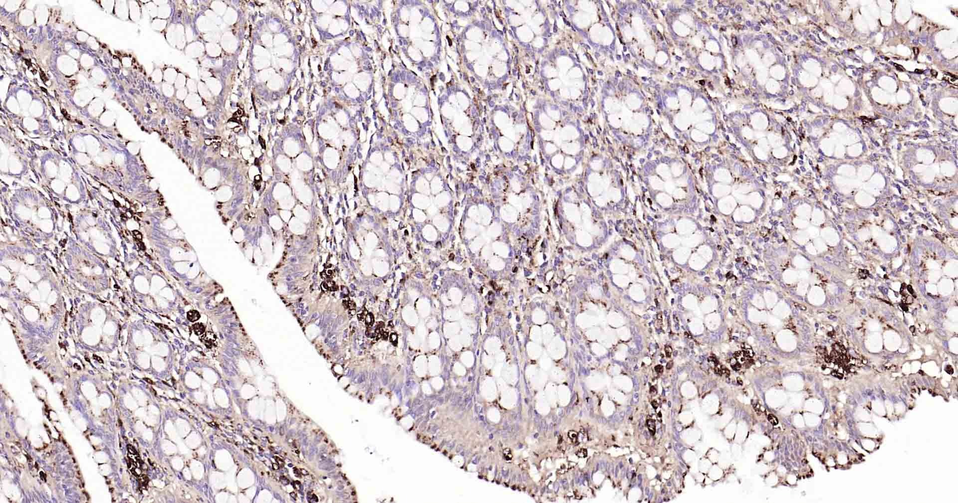 Anti-LAMP1 Polyclonal Antibody