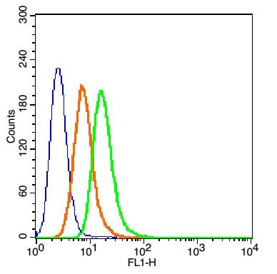 Anti-KRT19 Polyclonal Antibody