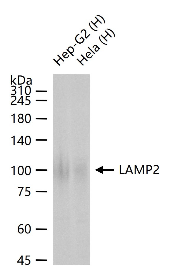 Anti-LAMP2 Polyclonal Antibody