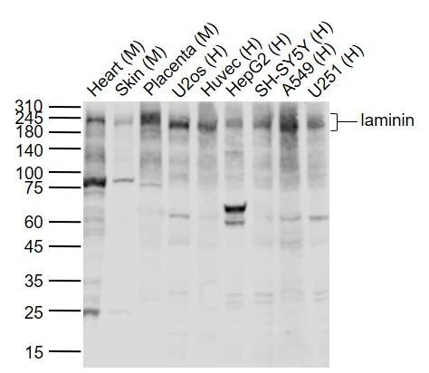 Anti-Laminin subunit beta-1 Polyclonal Antibody