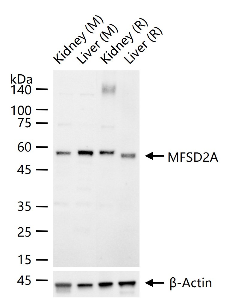 Anti-MFSD2A Polyclonal Antibody