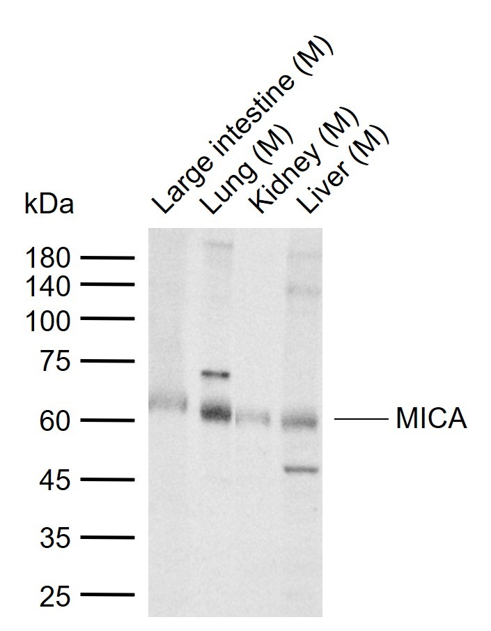 Anti-MICA Polyclonal Antibody
