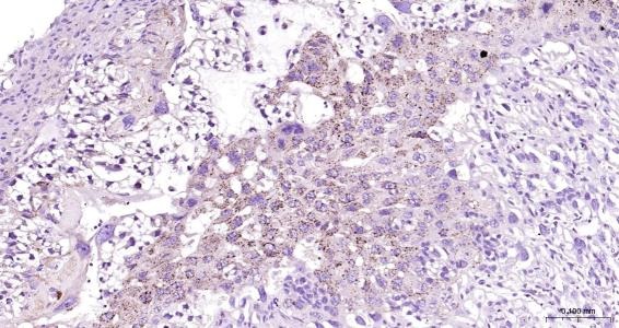 Anti-LAMP2 Polyclonal Antibody