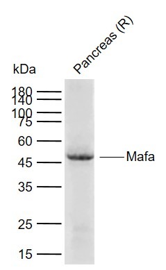 Anti-Mafa Polyclonal Antibody