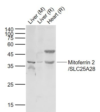 Anti-Mitoferrin 2/SLC25A28 Polyclonal Antibody