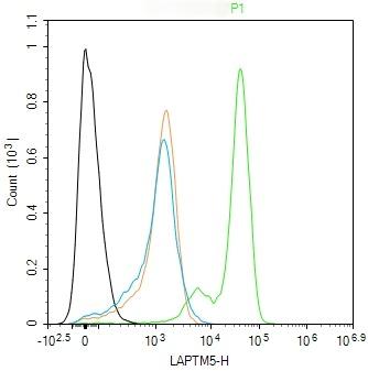 Anti-LAPTM5 Polyclonal Antibody