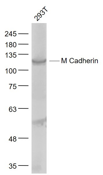Anti-M Cadherin Polyclonal Antibody