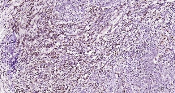 Anti-LAMP2 Polyclonal Antibody