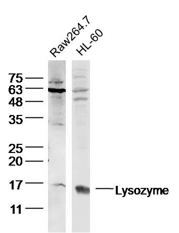 Anti-Lysozyme C Polyclonal Antibody