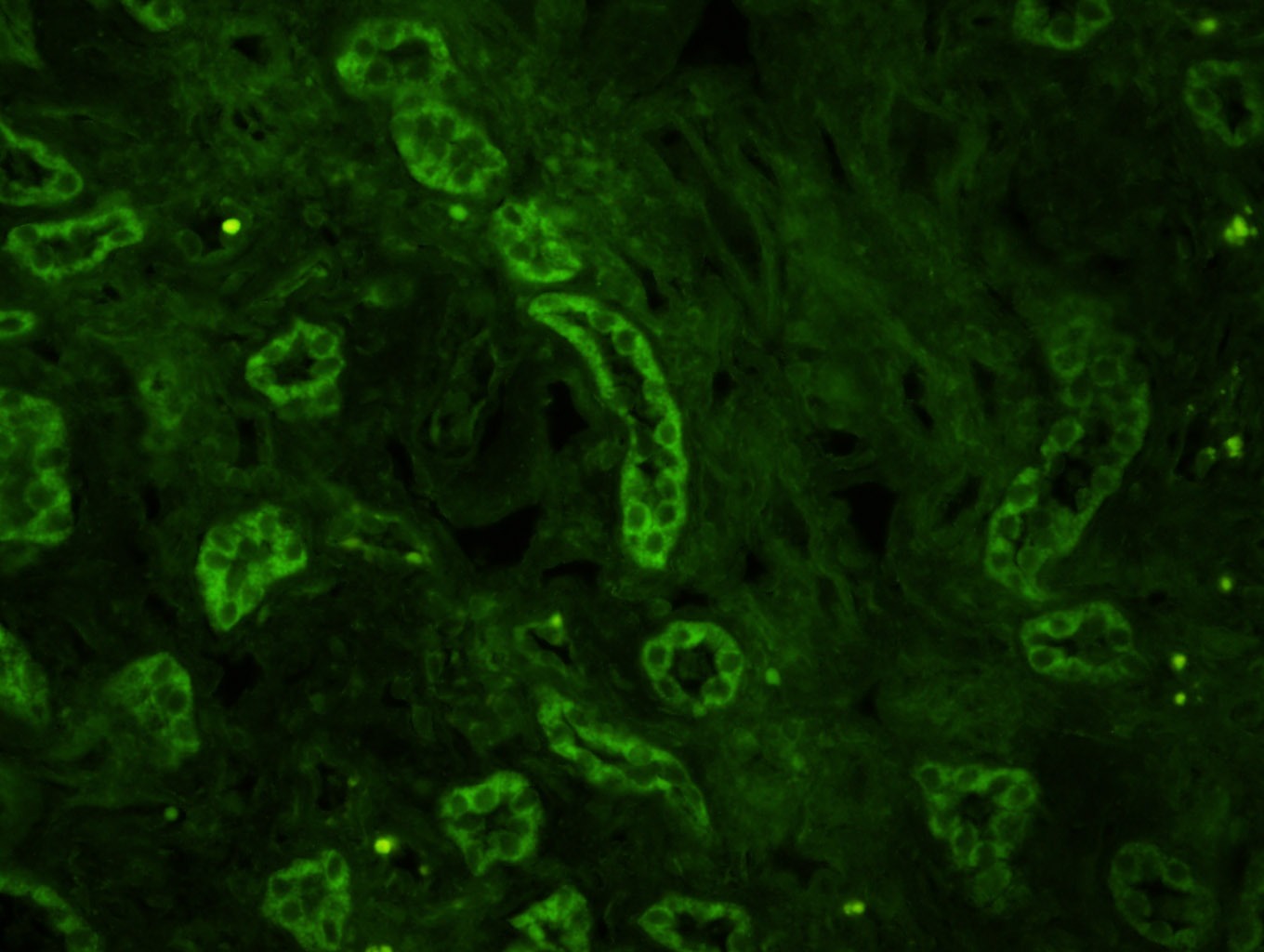 Anti-MFN2 Polyclonal Antibody