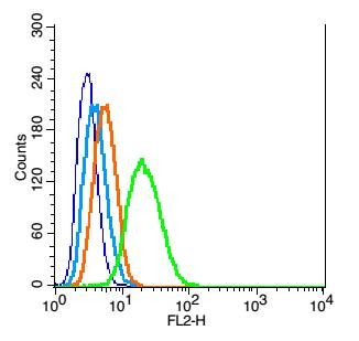 Anti-MFN1 Polyclonal Antibody