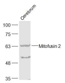 Anti-MFN2 Polyclonal Antibody