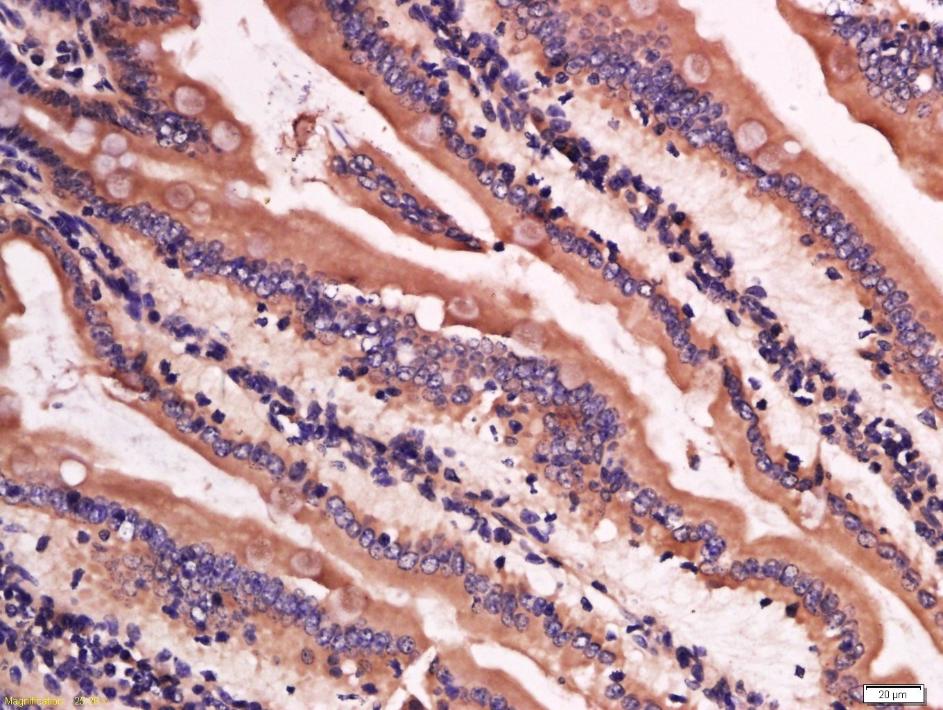 Anti-Lysozyme C Polyclonal Antibody
