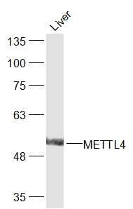 Anti-METTL4 Polyclonal Antibody