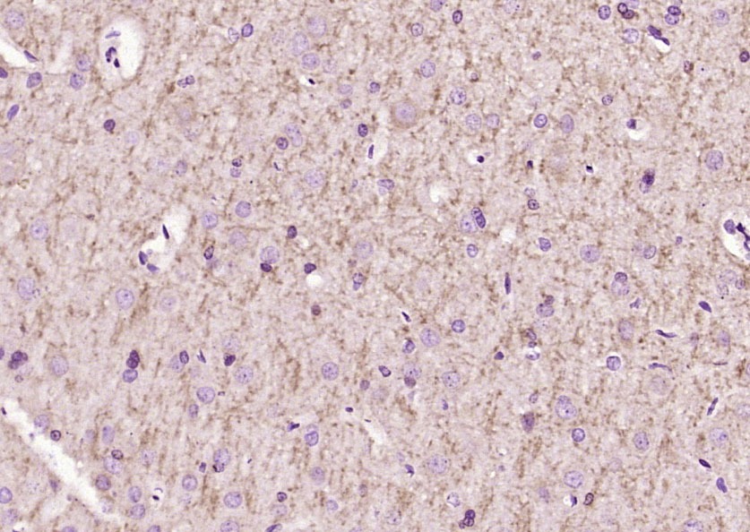 Anti-LINGO1 Polyclonal Antibody