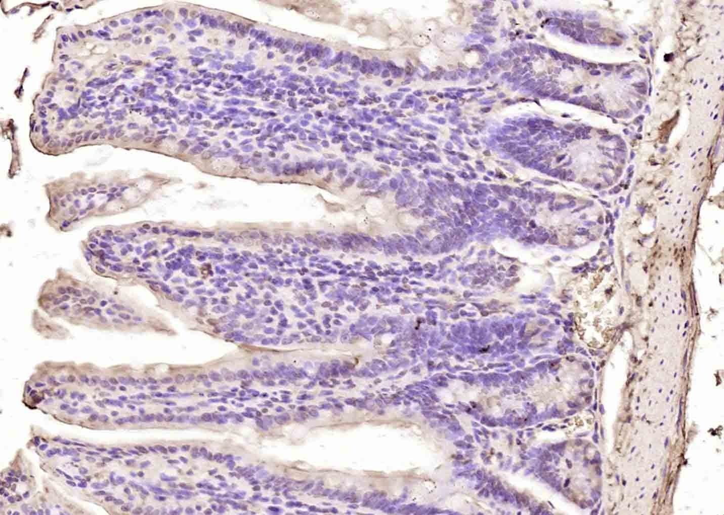 Anti-MATH5 Polyclonal Antibody