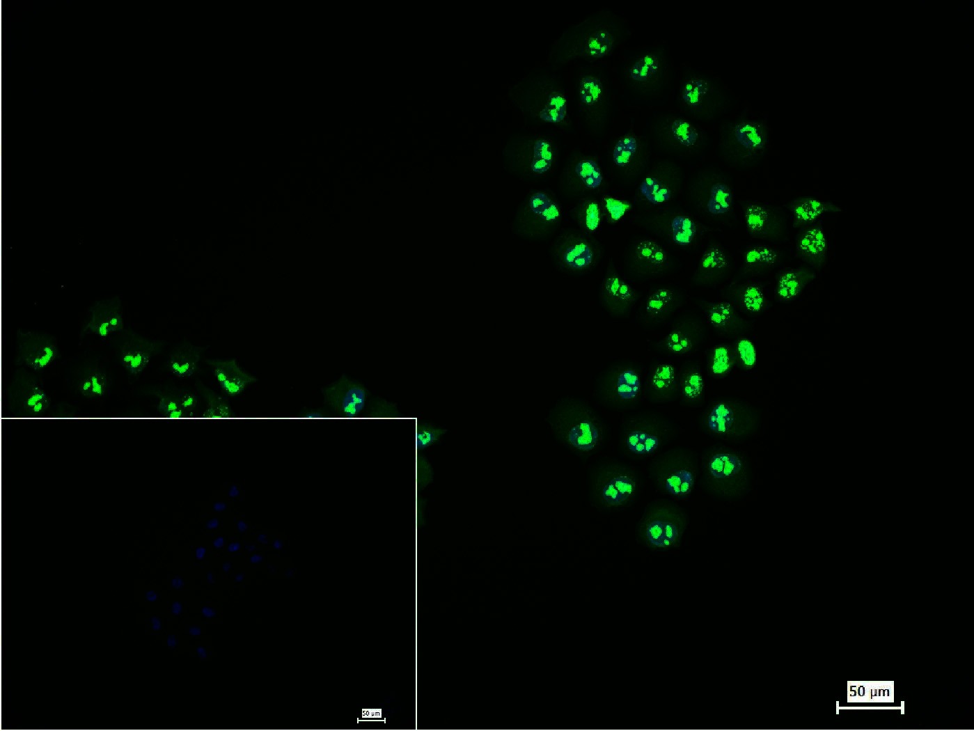 Anti-MKI67 Antibody (3A821)