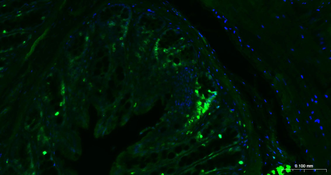 Anti-MKI67 Antibody (3A821)