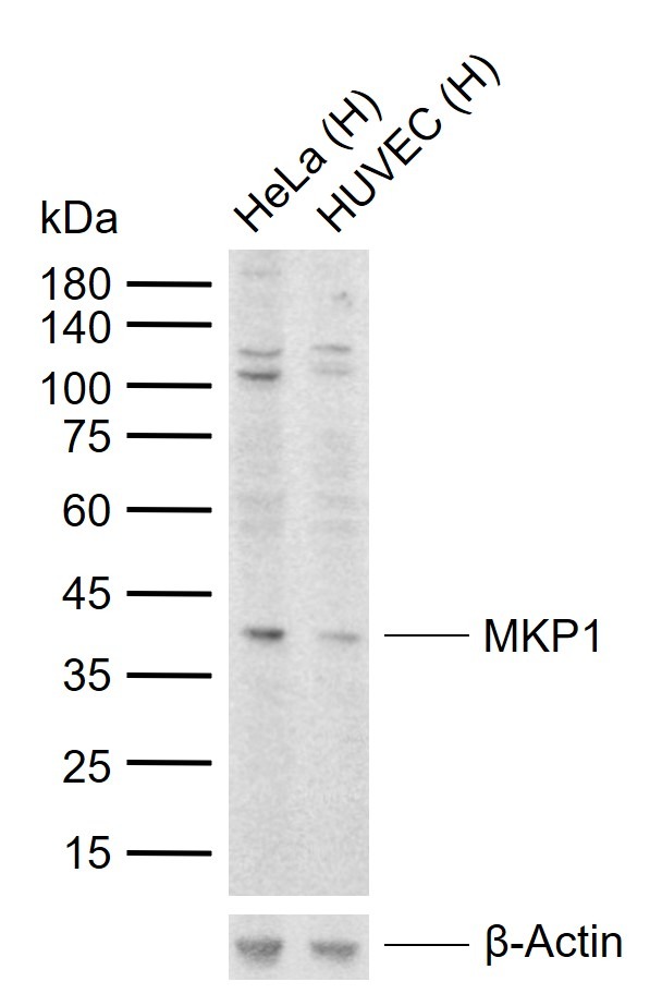 Anti-MKP1 Polyclonal Antibody