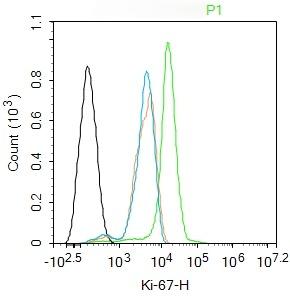 Anti-MKI67 Antibody (9T614)