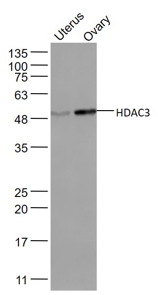 Anti-HDAC3 Polyclonal Antibody