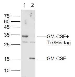 Anti-GM-CSF/CSF2 Polyclonal Antibody