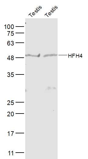 Anti-HFH4 Polyclonal Antibody