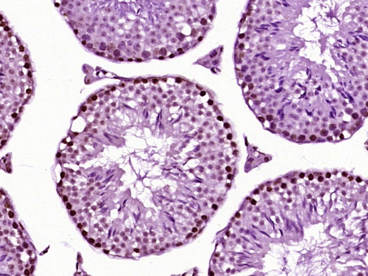 Anti-HFH4 Polyclonal Antibody