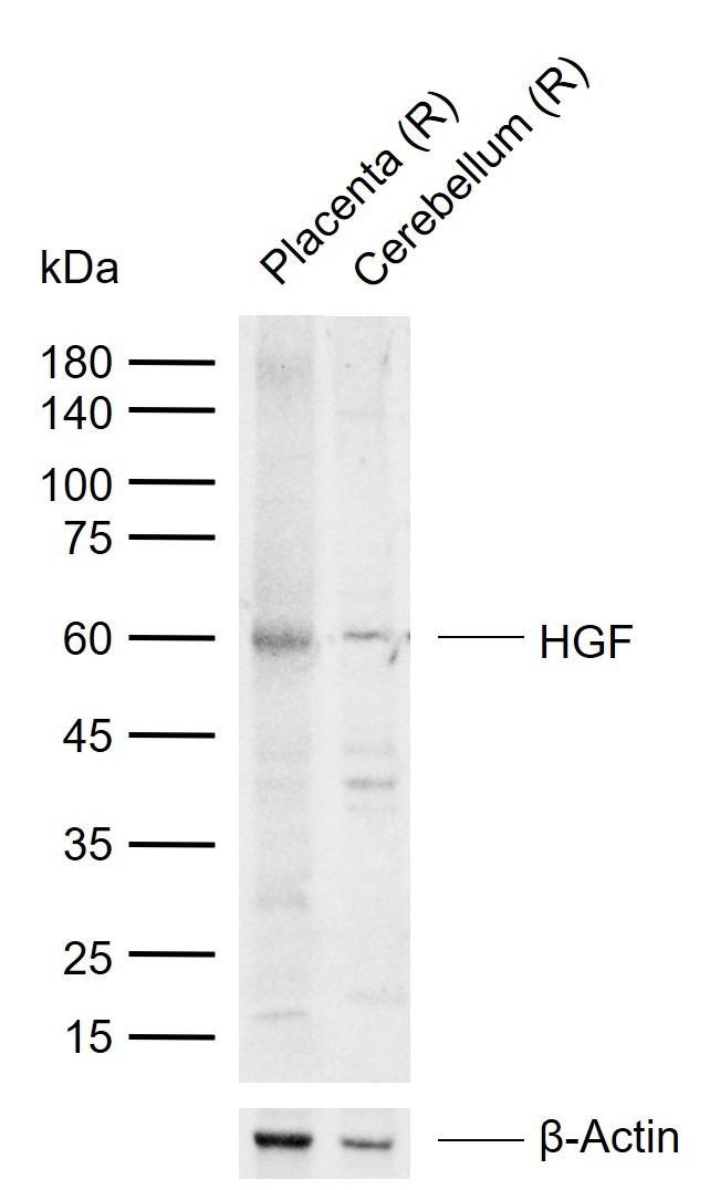 Anti-HGF Polyclonal Antibody