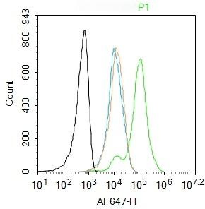 Anti-HES1 Polyclonal Antibody
