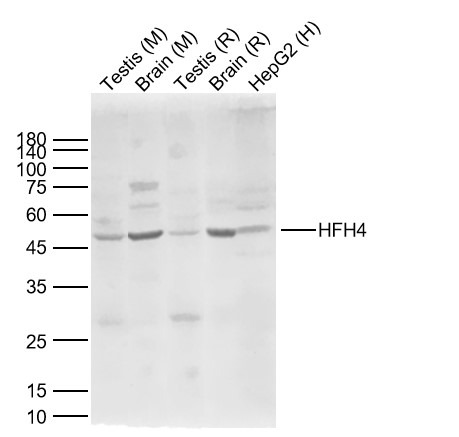 Anti-HFH4 Polyclonal Antibody