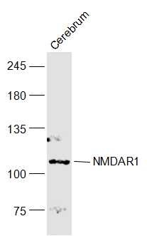 Anti-GRIN1 Polyclonal Antibody