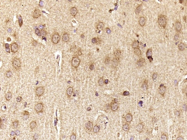 Anti-HERC6 Polyclonal Antibody