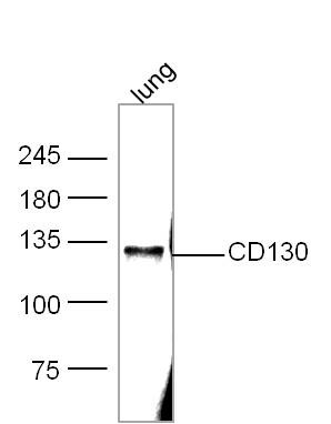 Anti-gp130/IL6ST Polyclonal Antibody