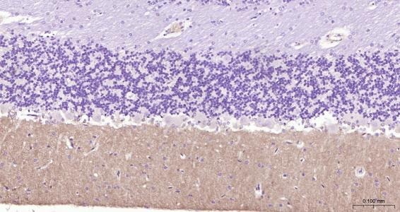 Anti-GRIA1 Polyclonal Antibody