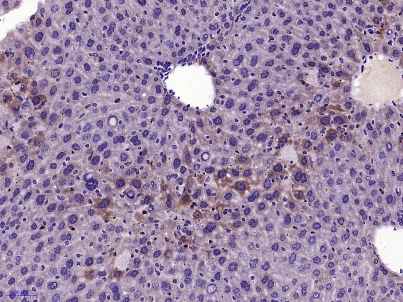 Anti-HGF Polyclonal Antibody
