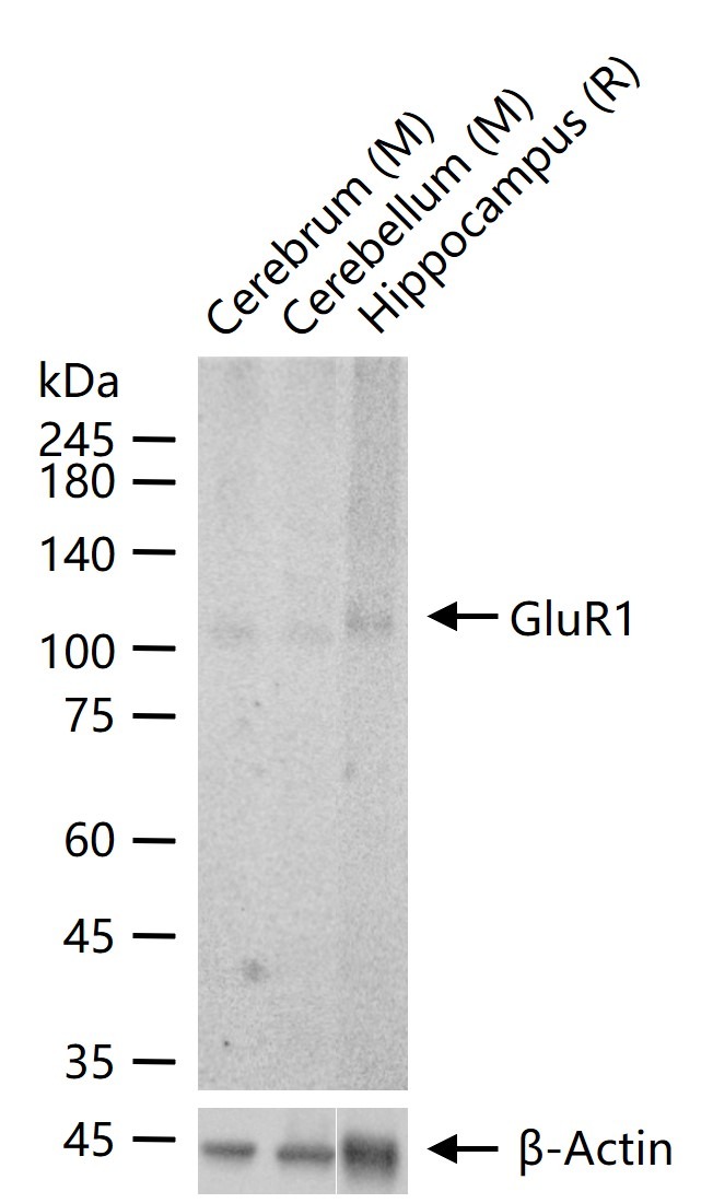 Anti-GRIA1 Polyclonal Antibody