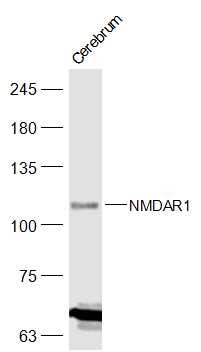 Anti-GRIN1 Polyclonal Antibody