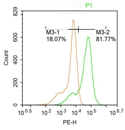Anti-HFH4 Polyclonal Antibody