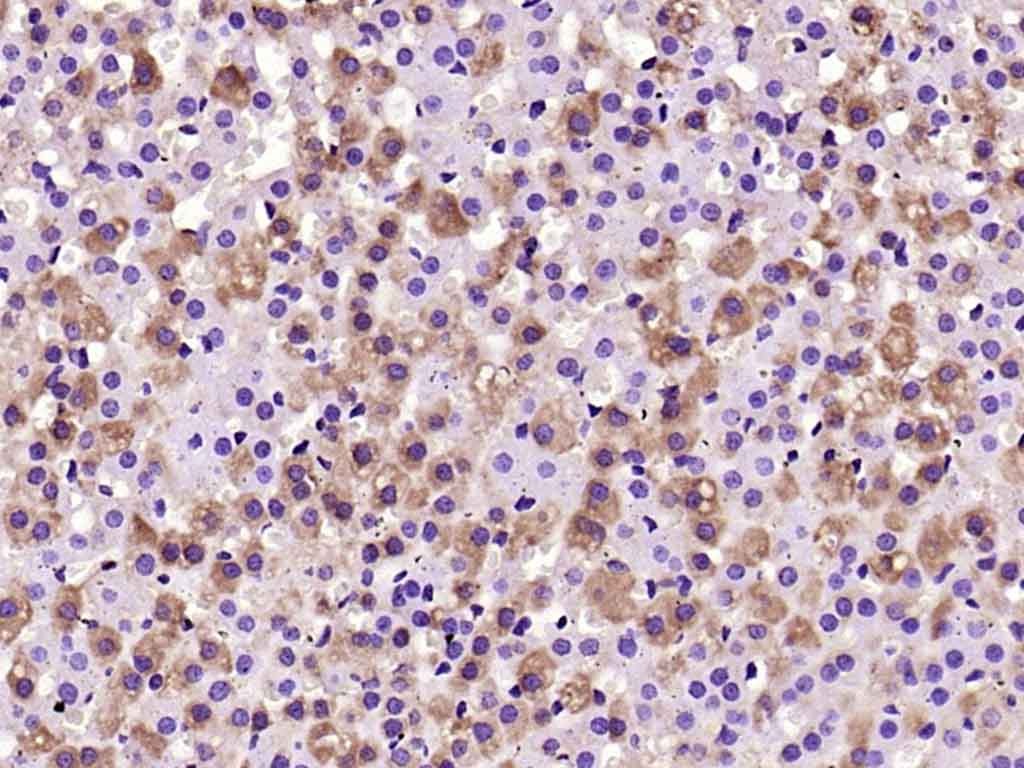 Anti-gp130/IL6ST Polyclonal Antibody