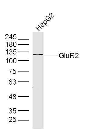 Anti-GRIA2 Polyclonal Antibody