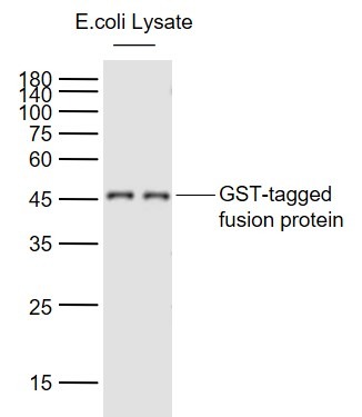 Anti-GST Tag Antibody (3L430)