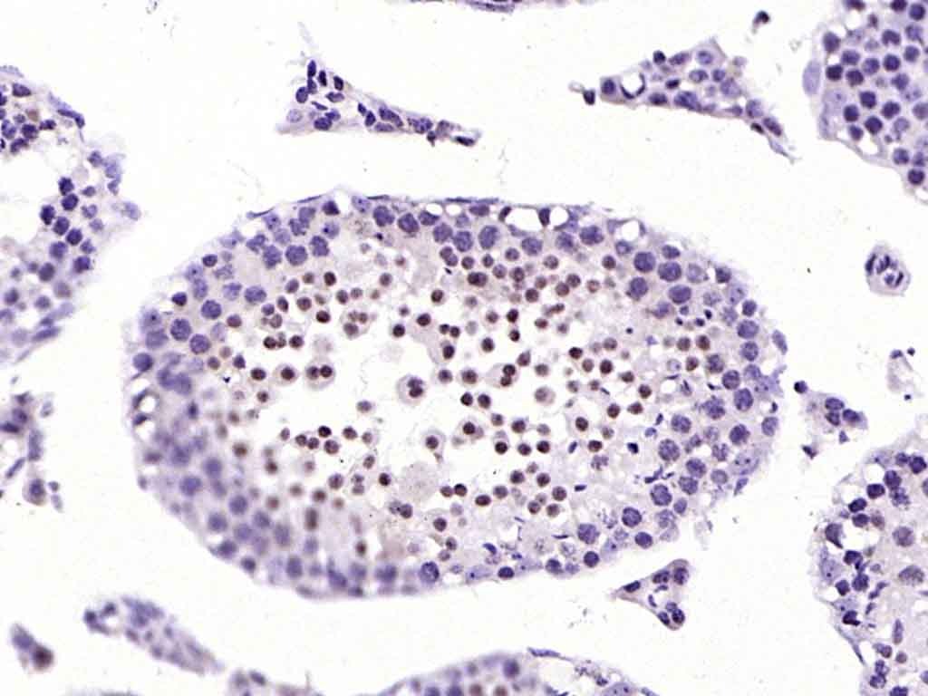 Anti-H2AFX Polyclonal Antibody