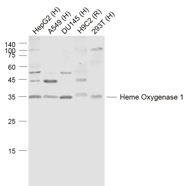 Anti-HMOX1 Polyclonal Antibody
