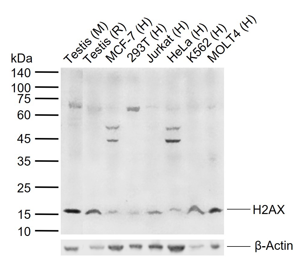 Anti-H2AFX Polyclonal Antibody