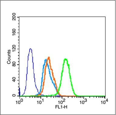 Anti-GSK3B Polyclonal Antibody 3