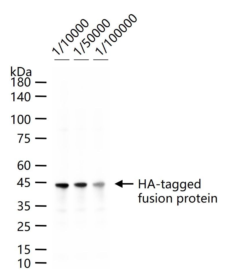 Anti-HA Tag Antibody (7E473)