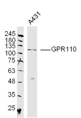 Anti-GPR110 Polyclonal Antibody