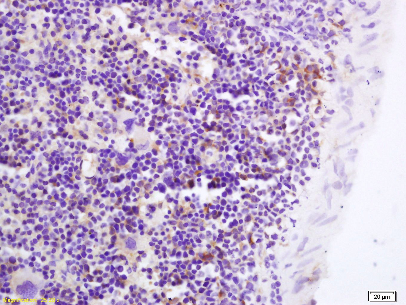 Anti-GPR43 Polyclonal Antibody