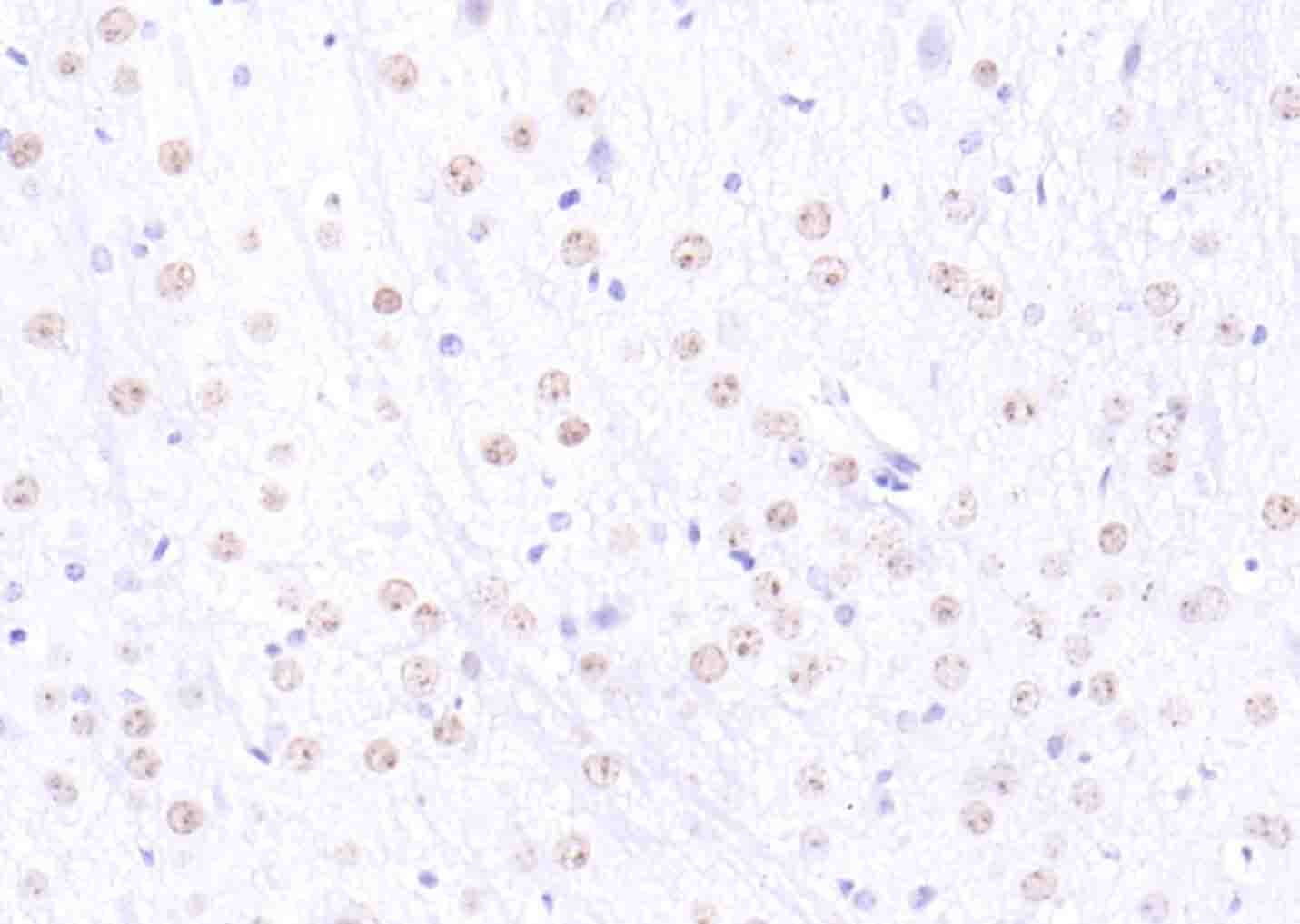 Anti-H2AFX Polyclonal Antibody